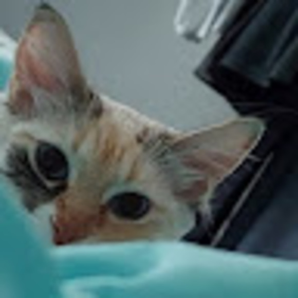 Meet your Posher, Jacqueline - Picture 1 of 1